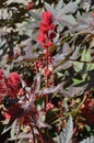Castor Bean Ricinus communis spiny red seed pods and flowers vertical Royalty Free Stock Photo