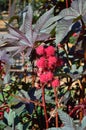 Castor Bean Ricinus communis spiny red seed pods and leaves vertical Royalty Free Stock Photo