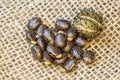 Castor bean seeds isolated on jute background