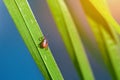 The castor bean tick - Ixodes ricinus Royalty Free Stock Photo