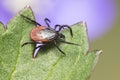 The castor bean tick (Ixodes ricinus)