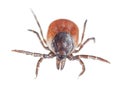 Castor bean tick, Ixodes ricinus isolated on white background Royalty Free Stock Photo