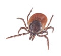 Castor bean tick, Ixodes ricinus isolated on white background