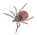 Castor bean tick, Ixodes ricinus isolated on white background