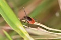 The castor bean tick (Ixodes ricinus) Royalty Free Stock Photo