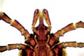 The castor bean tick - Ixodes ricinus