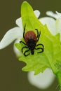 Castor bean tick, Ixodes ricinus, waiting for a host