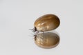 Castor bean tick on reflecting surface