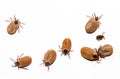 Castor bean ticks Royalty Free Stock Photo