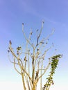 castor bean tree branches with blue sky background Royalty Free Stock Photo