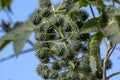 Castor beans plant on field