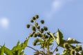 Castor beans plant on field