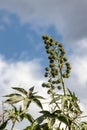 Castor beans plant on field