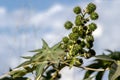 Castor beans plant on field