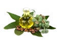 Castor branch fruits, green leaf ,seeds and oil placed on a white background.