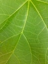 Castor leaf fiber Royalty Free Stock Photo