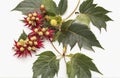 Castor-leaves and flowers, cut out on white background