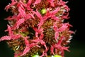 Castor oil plant Royalty Free Stock Photo