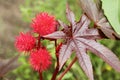 Castor oil plant Royalty Free Stock Photo