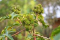 Castor oil plant, asia Castor fruits green Castor oil image.