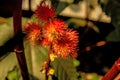 Castor-oil plant with flower Royalty Free Stock Photo
