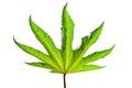 Castor oil plant leaf