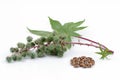Castor oil plant Royalty Free Stock Photo