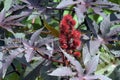 Castor oil plant, raw material of biodiesel Royalty Free Stock Photo