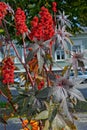 Castor oil plant with red prickly fruits and colorful leaves