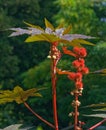 Castor-oil plant or ricinus Ricinus communis Royalty Free Stock Photo