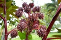 Castor oil plant. Royalty Free Stock Photo