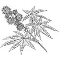 Castor oil plant, ricinus communis handrawn ink vector eps10