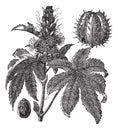 Castor oil plant or Ricinus communis vintage engraving