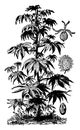 Castor Oil Plant vintage illustration