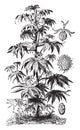 Castor Oil Plant vintage illustration