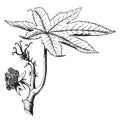 Castor-oil plant vintage illustration