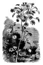 The Castor Oil Plant vintage illustration