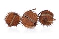 Castor oil seeds Ricinus Communis isolated on white background Royalty Free Stock Photo