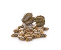 Castor oil seeds Ricinus Communis isolated on white background.