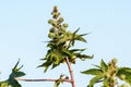 Castor plant with capsule head