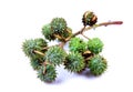 Castor plant fruits Royalty Free Stock Photo