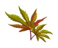 Castor Plant Green Fibrous Palmate Leaves Vector Illustration