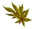 Castor Plant Green Fibrous Palmate Leaves Vector Illustration
