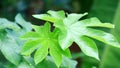 Castor plant