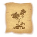 Castor Plant on Old Paper