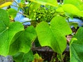 castor plant with water in the leaf surface