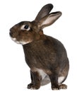 Castor Rex rabbit Royalty Free Stock Photo