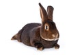Castor rex rabbit on white background Royalty Free Stock Photo