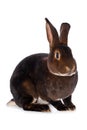 Castor rex rabbit on white background Royalty Free Stock Photo