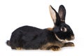 Castor rex rabbit on white background Royalty Free Stock Photo